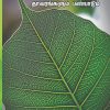 தமிழர் தாவரங்களும் பண்பாடும்-0