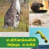 In the wonderful world of creatures by M. Gitanjali(Uyirinagalin arputha ulagil)a living thing that is beautiful, in a single word admire