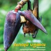 (vavoo paravai)From bats have no vision, and all bats seek prey through an ultrasonic wave, to vampire bats drinking blood in humans